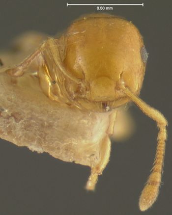 Media type: image; Entomology 9164   Aspect: head frontal view